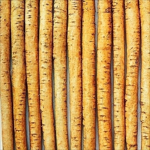 種 野菜たね ゴボウ さきがけ白肌ごぼう 1袋(8ml)