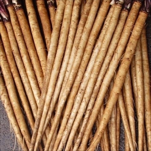 種 野菜たね ゴボウ 美肌ごぼうPVP 1袋(5ml)