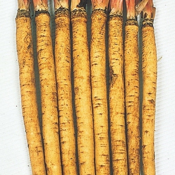 種 野菜たね ゴボウ サラダごぼう 1袋(8ml)