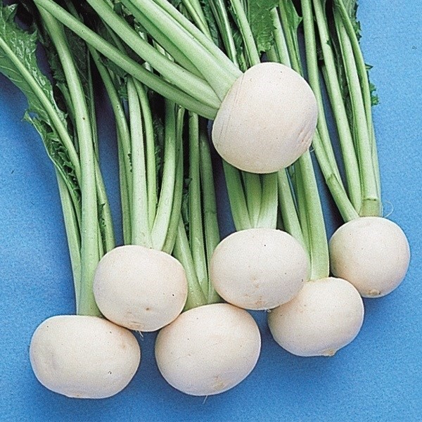 種 野菜たね カブ 時なしかぶ 1袋(10ml)