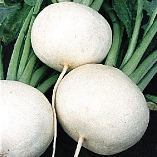 種 野菜たね カブ 春蒔白大かぶ 1袋(10ml)