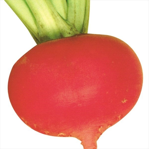 種 野菜たね カブ F1紅かぶ 1袋(1.5ml)