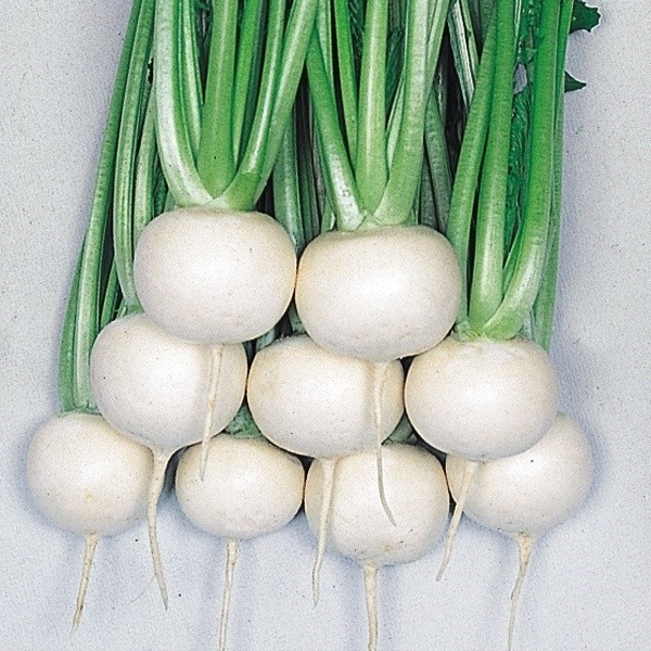 種 野菜たね カブ F1白蝶 1袋(7ml)