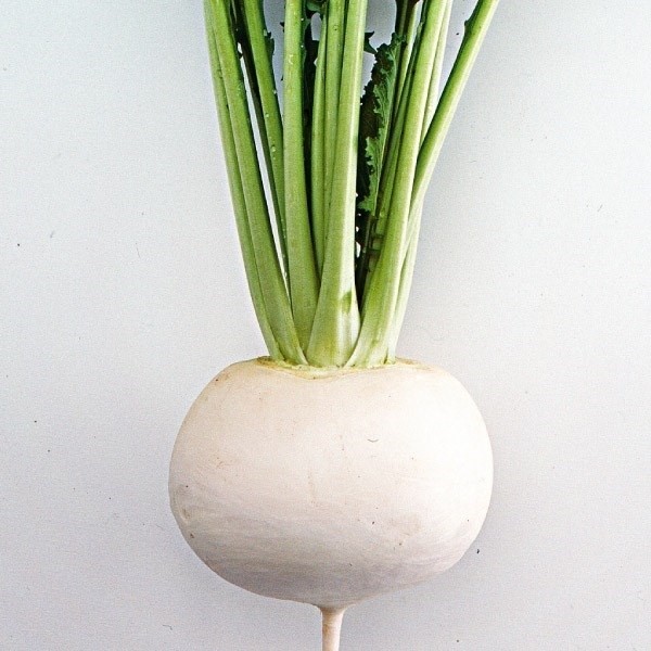 種 野菜たね カブ F1CR白雪 1袋(2ml)