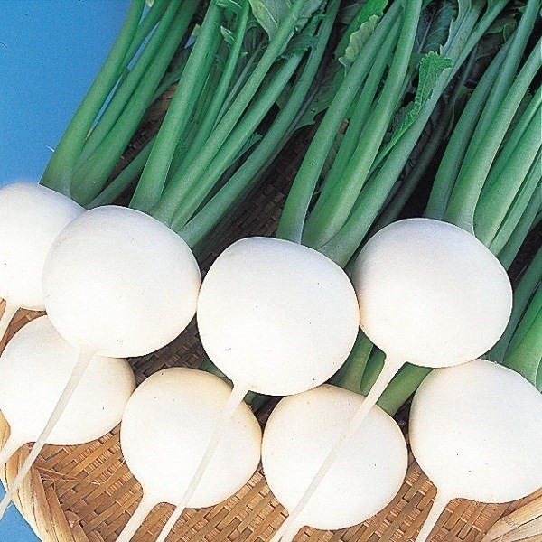 種 野菜たね カブ 極早生金町小かぶ 1袋(5ml)