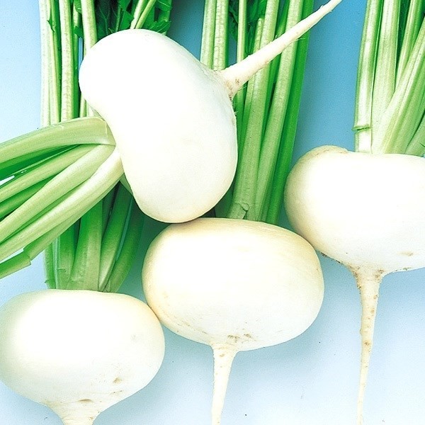種 野菜たね カブ 中型ファミリーかぶ 1袋(5ml)