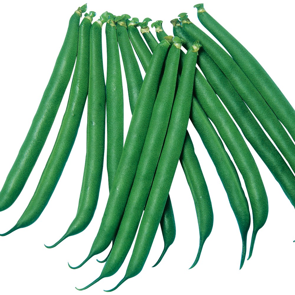 種 野菜たね インゲン つるなしすじなし菜豆 1袋(25ml)