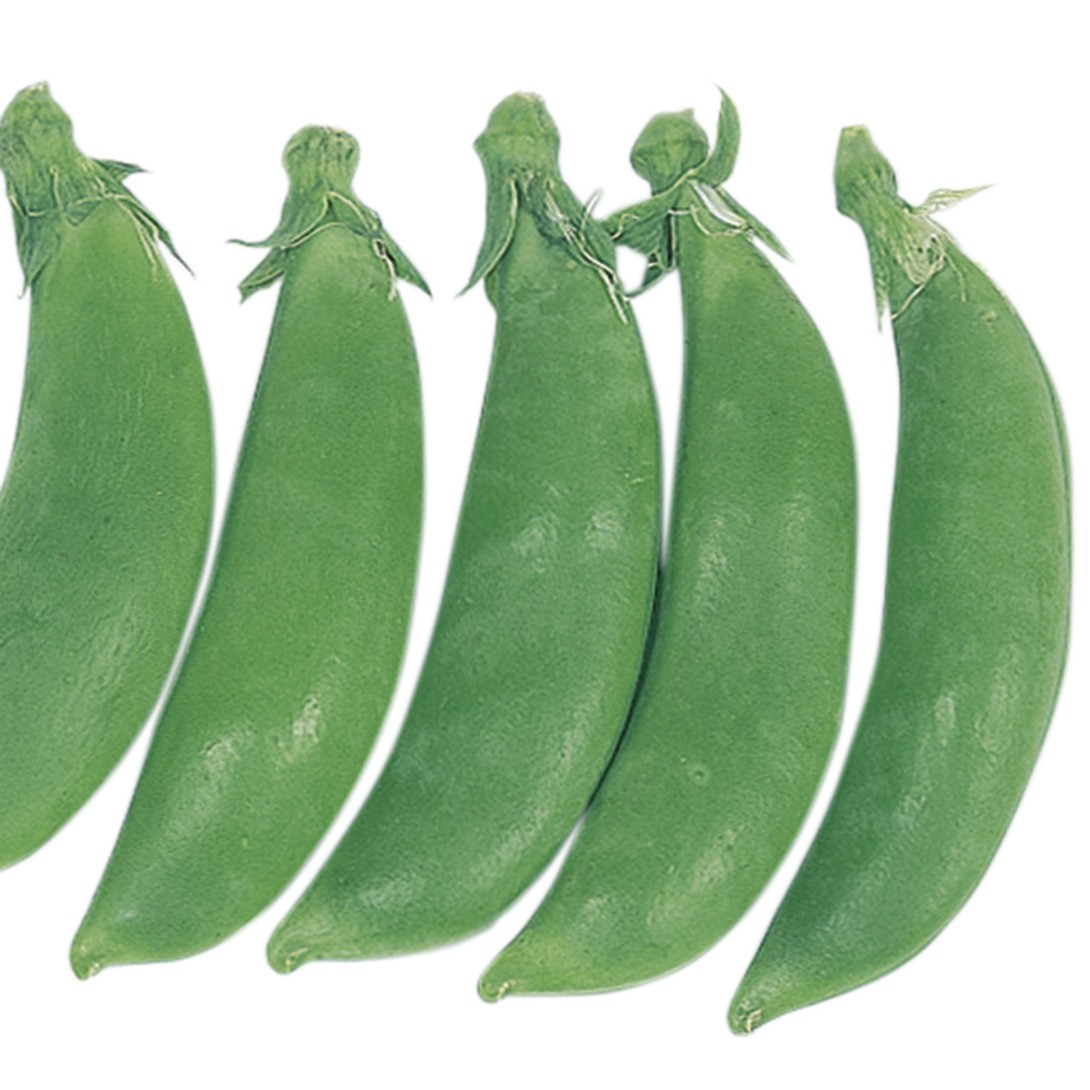 種 野菜たね マメ 早生スナップ豌豆 1袋(25ml)