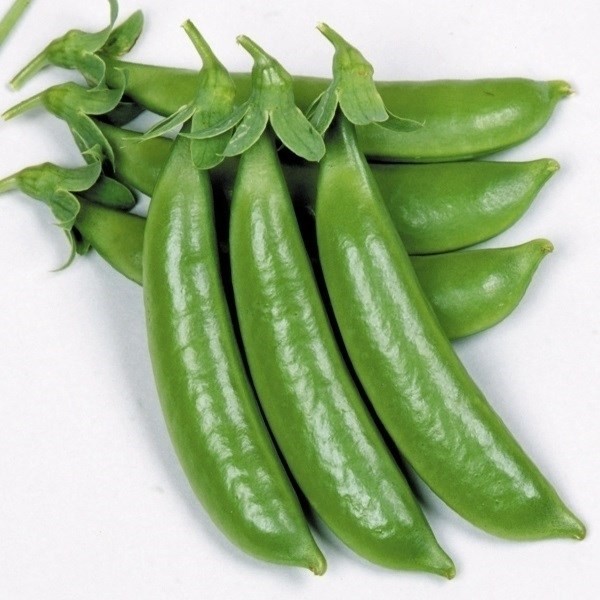 種 野菜たね マメ ハッピースナップ 1袋(25ml)