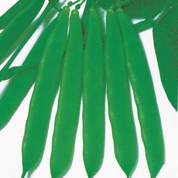 種 野菜たね インゲン 霜降ささげ 1袋(15ml)