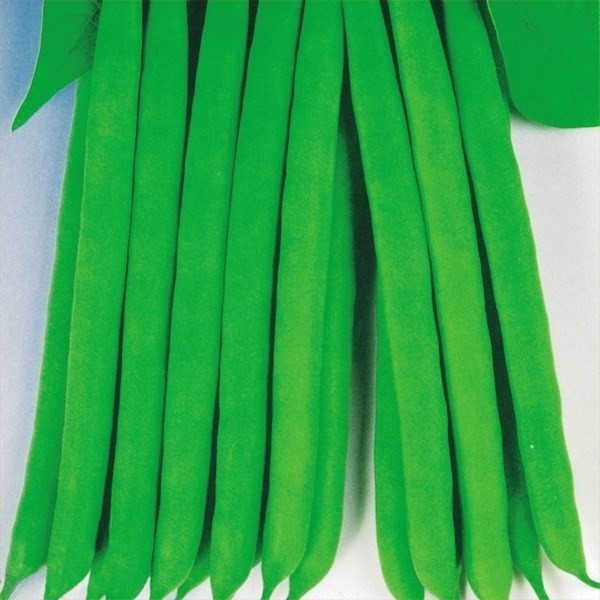 種 野菜たね インゲン 早生つるなしインゲン 1袋(25ml)