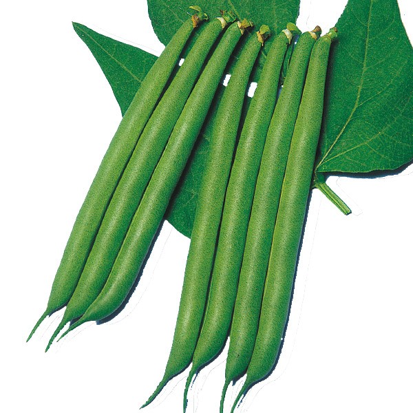 種 野菜たね インゲン つるなし良品菜豆 1袋(20ml)