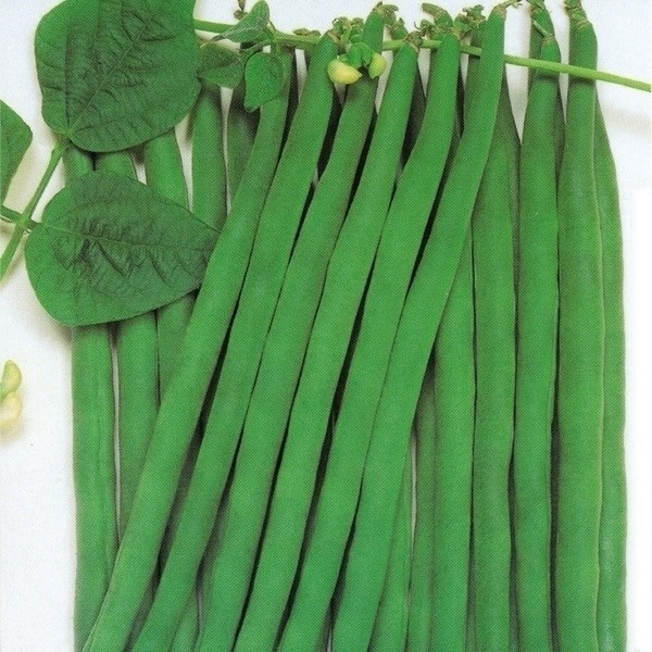 種 野菜たね インゲン さやもり 1袋(20ml)