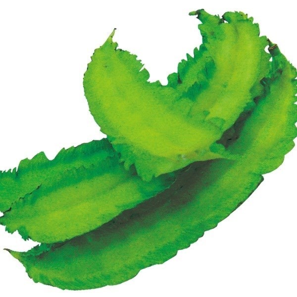 種 野菜たね マメ シカクマメ 1袋(10ml)