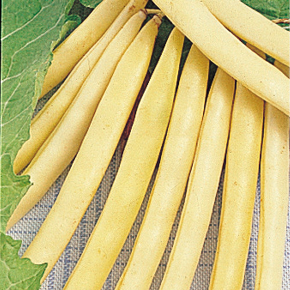 種 野菜たね インゲン 黄莢インゲン 1袋(20ml)
