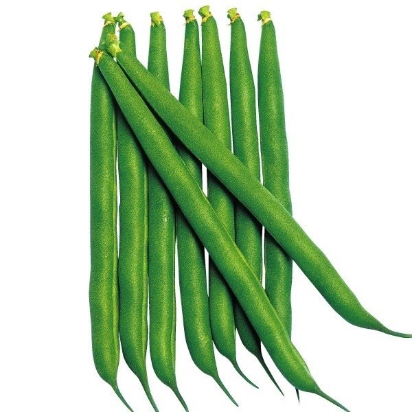 種 野菜たね インゲン 早生濃緑つるなしインゲン 1袋(20ml)