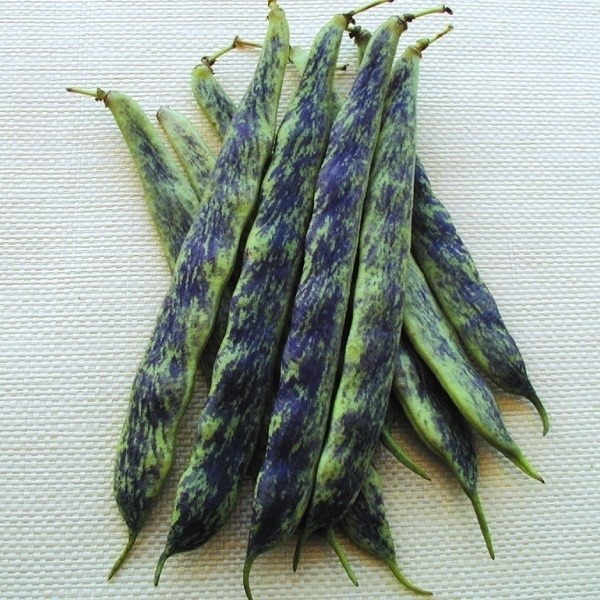 種 野菜たね インゲン 高原秋縞 1袋(15ml)