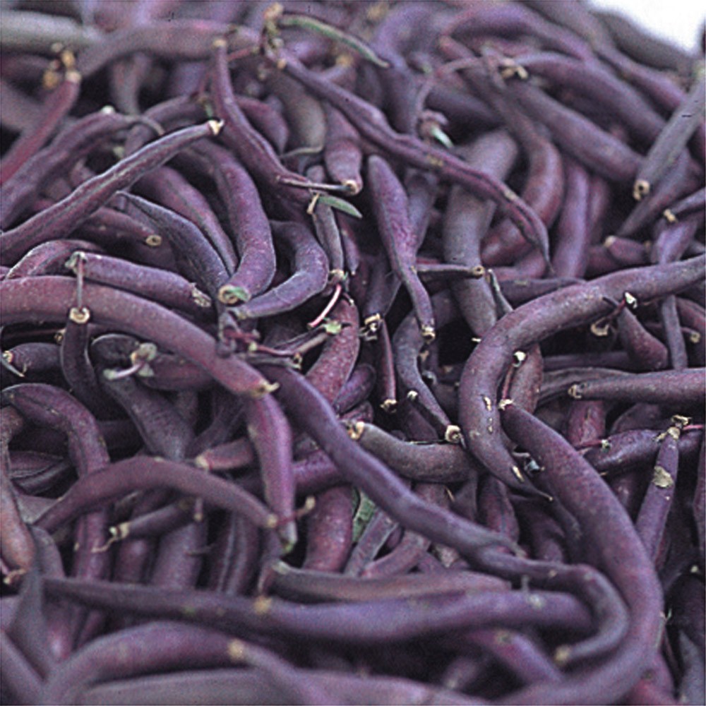 種 野菜たね インゲン パープルインゲン 1袋(20ml)