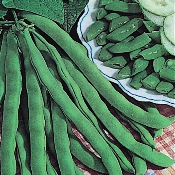 種 野菜たね インゲン ケンタッキーワンダー 1袋(20ml)