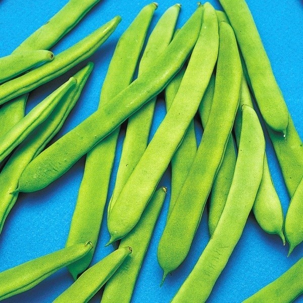 種 野菜たね インゲン 改良アメリカ菜豆 1袋(15ml)