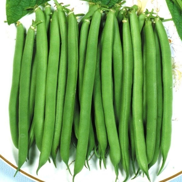 種 野菜たね インゲン プロバイダー 1袋(20ml)