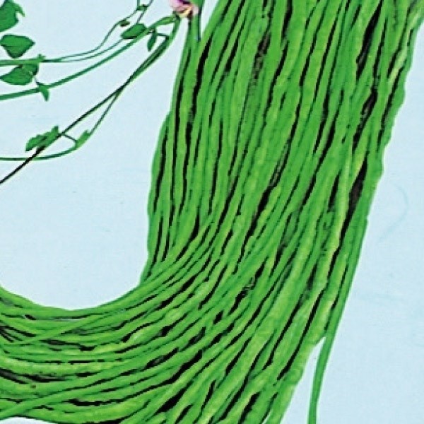 種 野菜たね インゲン 黒種三尺ささげ 1袋(10ml)