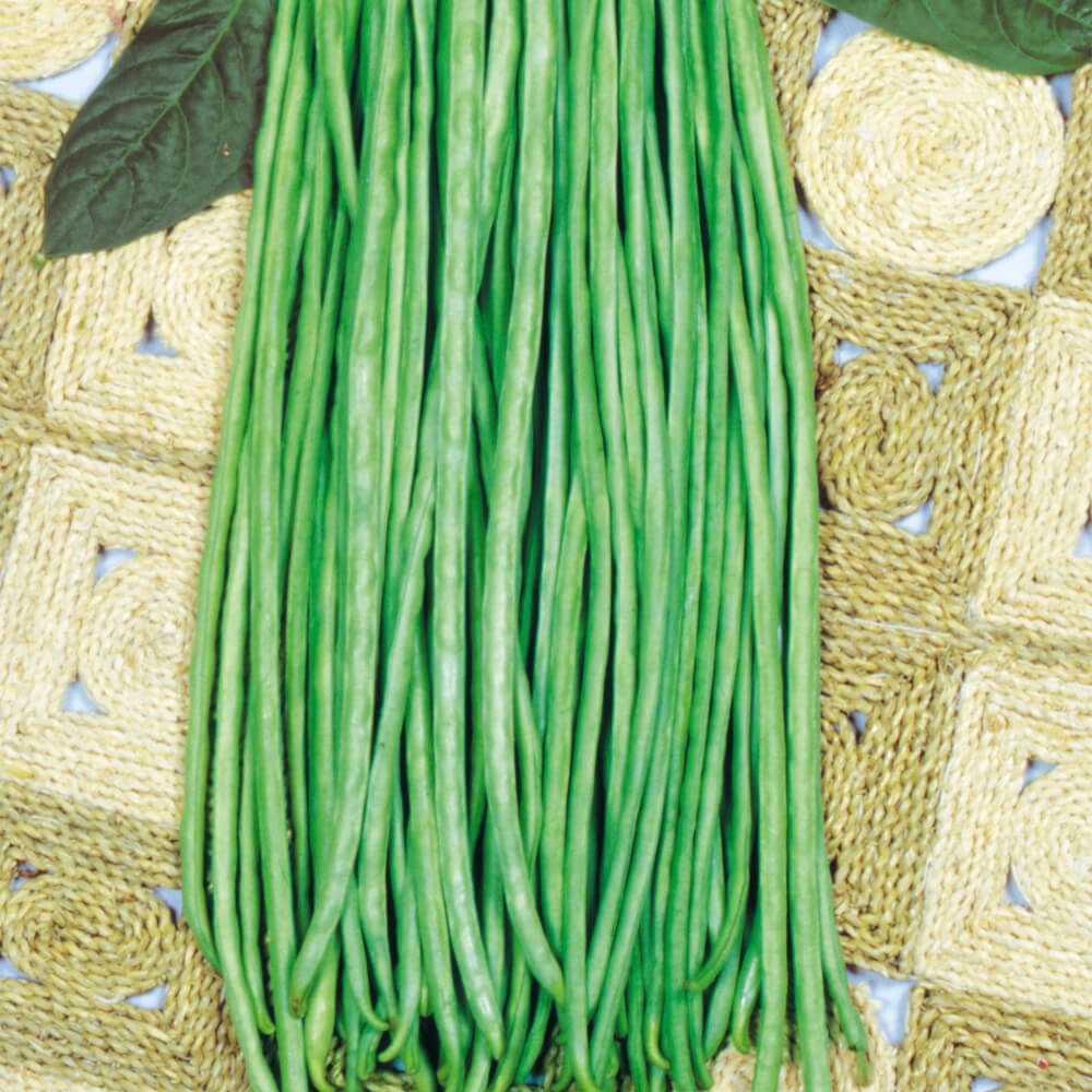 種 野菜たね インゲン 赤種三尺ささげ 1袋(10ml)