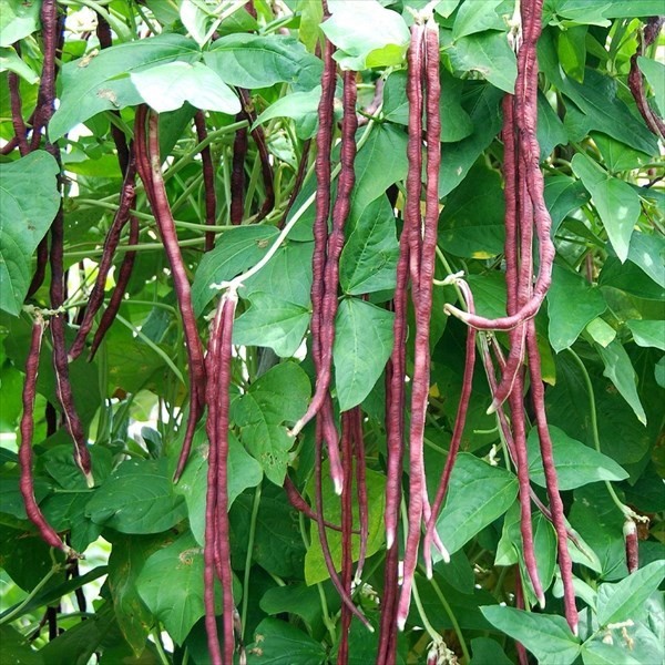 種 野菜たね インゲン つるあり紫ささげ 1袋(10ml)