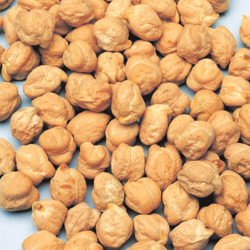 種 野菜たね マメ プリンスひよこ豆 1袋(50ml)