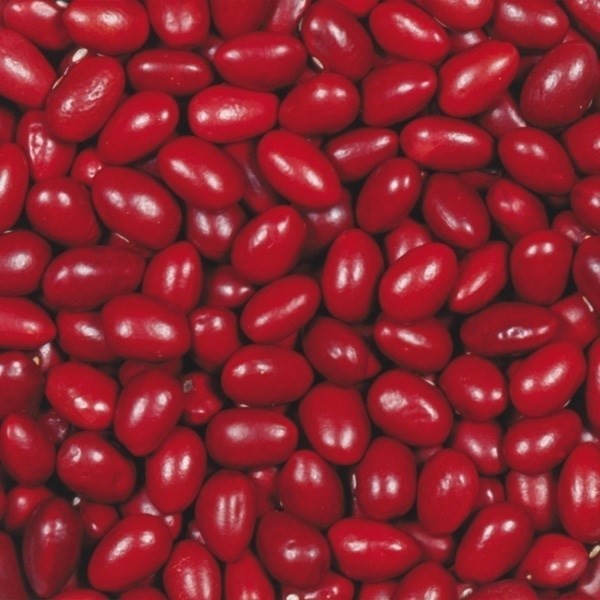 種 野菜たね マメ 本金時 1袋(20ml)