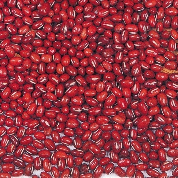 種 野菜たね マメ 早生夏小豆 1袋(30ml)