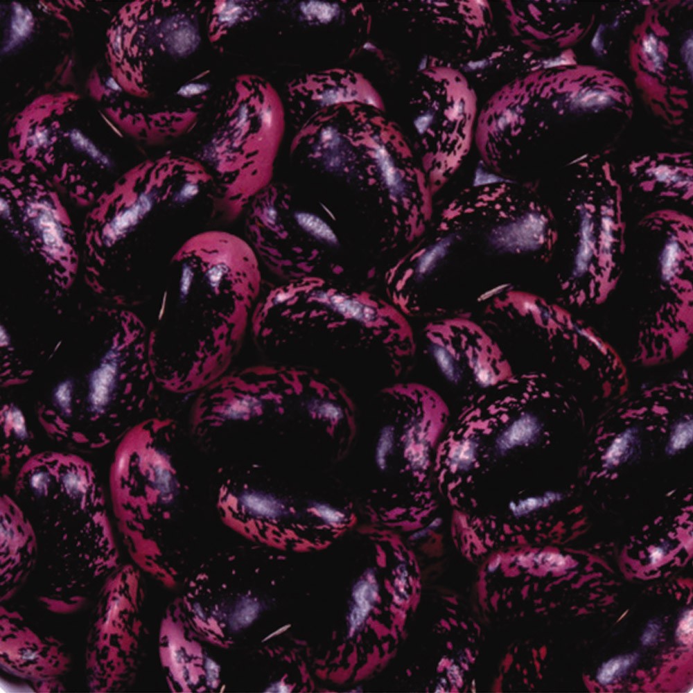 種 野菜たね マメ 赤花豆 1袋(8粒)