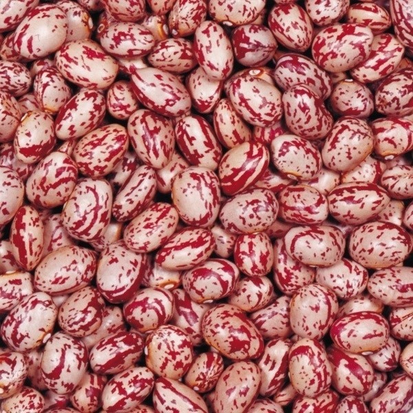 種 野菜たね マメ 大丸うずら 1袋(20ml)