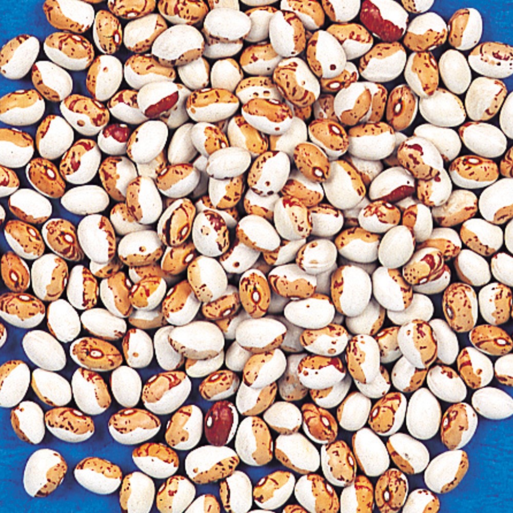 種 野菜たね マメ 虎うずら菜豆 1袋(20ml)