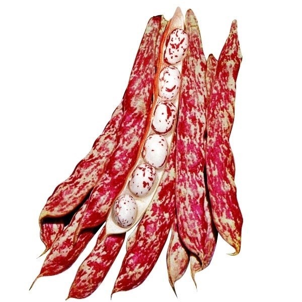 種 野菜たね マメ ファイヤービーン 1袋(15ml)