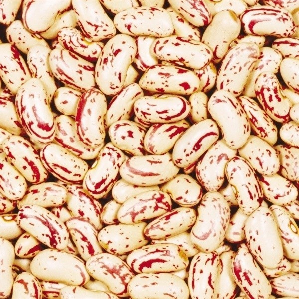 種 野菜たね マメ 長鶉菜豆 1袋(20ml)