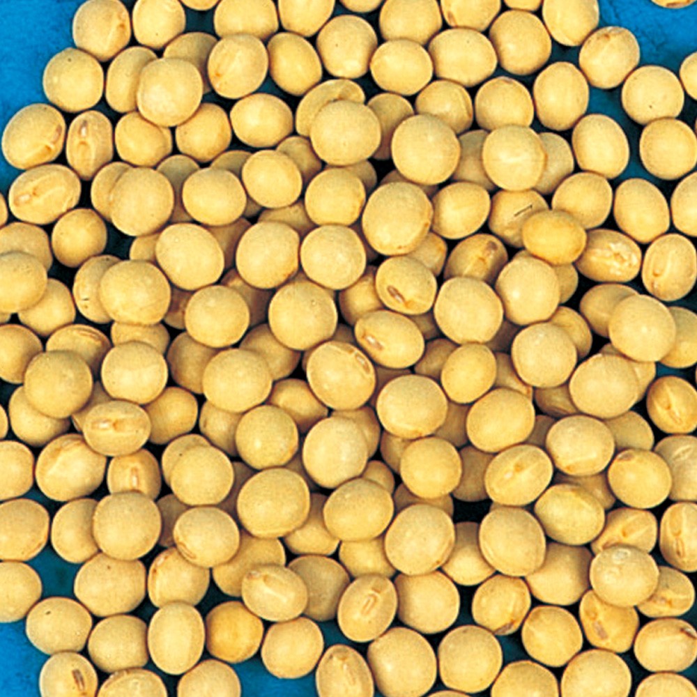 種 野菜たね マメ 鶴の子大豆 1袋(20ml)