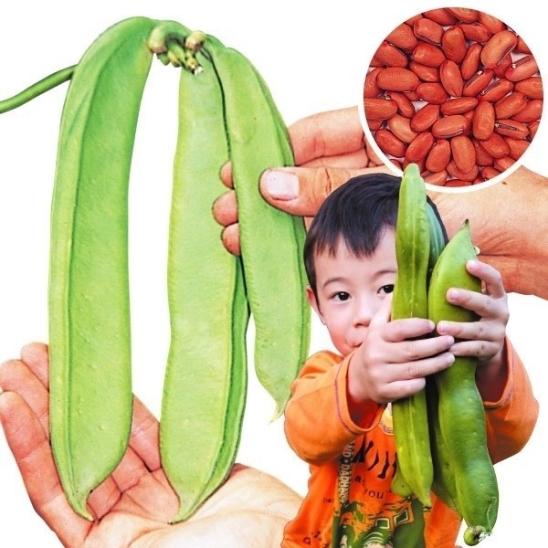 種 野菜たね マメ類 赤ナタ豆 1袋(6粒)