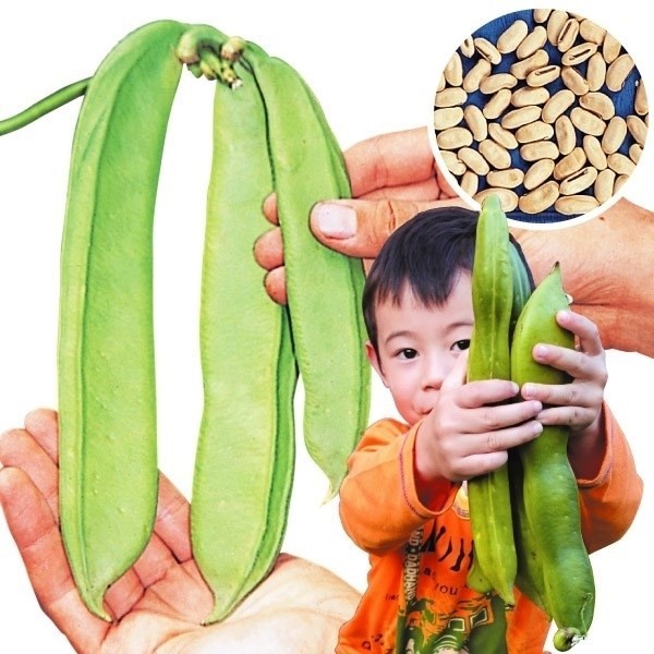 種 野菜たね マメ類 白ナタ豆 1袋(6粒)