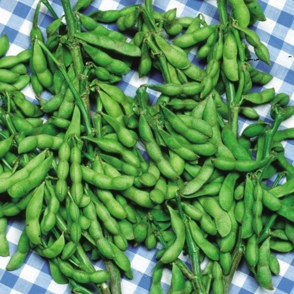 種 野菜たね 枝豆 みどりゆたか 1袋(35ml)