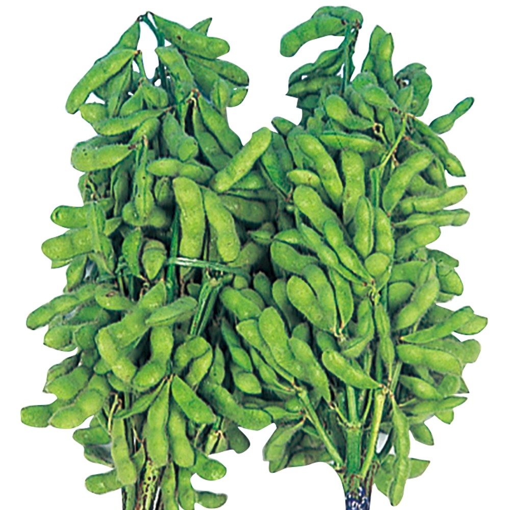 種 野菜たね 枝豆 白鳥枝豆 1袋(35ml)