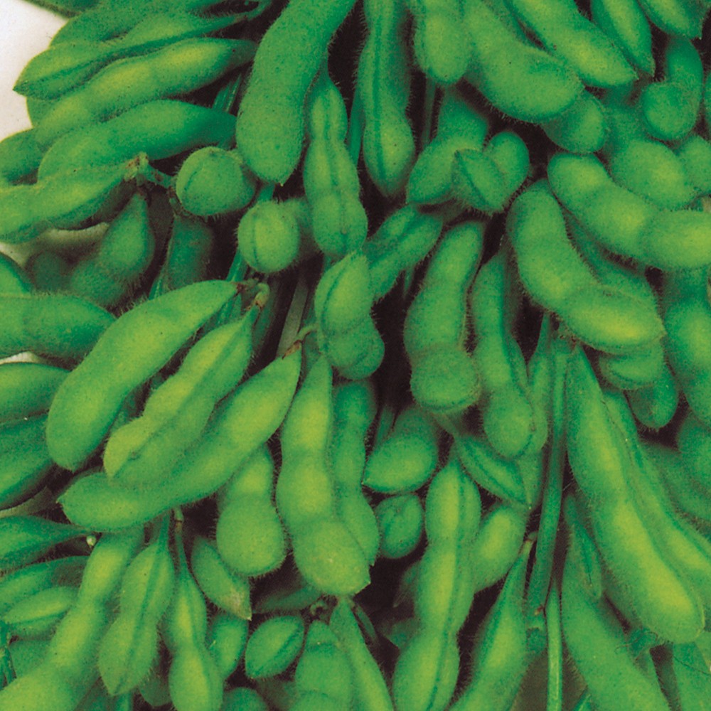 種 野菜たね 枝豆 あじまつり 1袋(25ml)