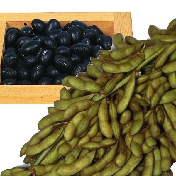 種 野菜たね 枝豆 黒五葉 1袋(25ml)