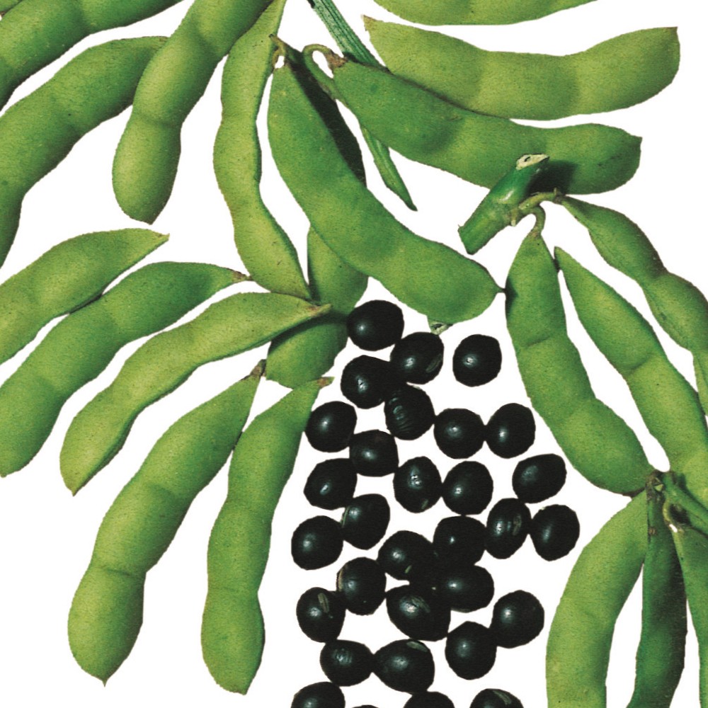 種 野菜たね 枝豆 黒太郎エダマメ 1袋(25ml)