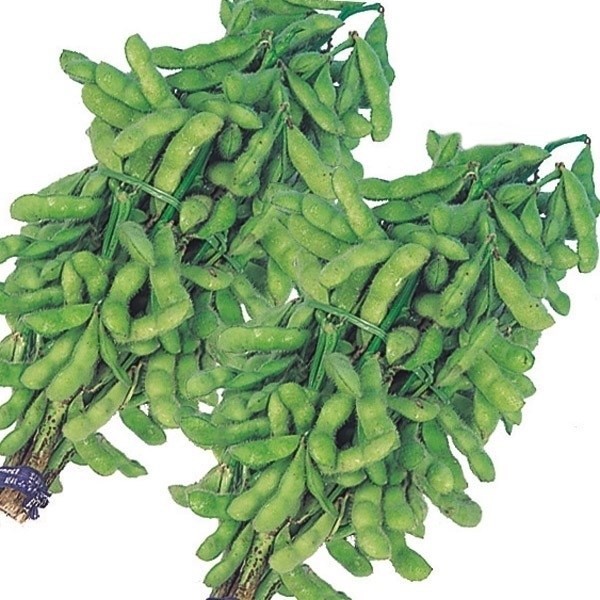 種 野菜たね 枝豆 早生緑枝豆 1袋(25ml)