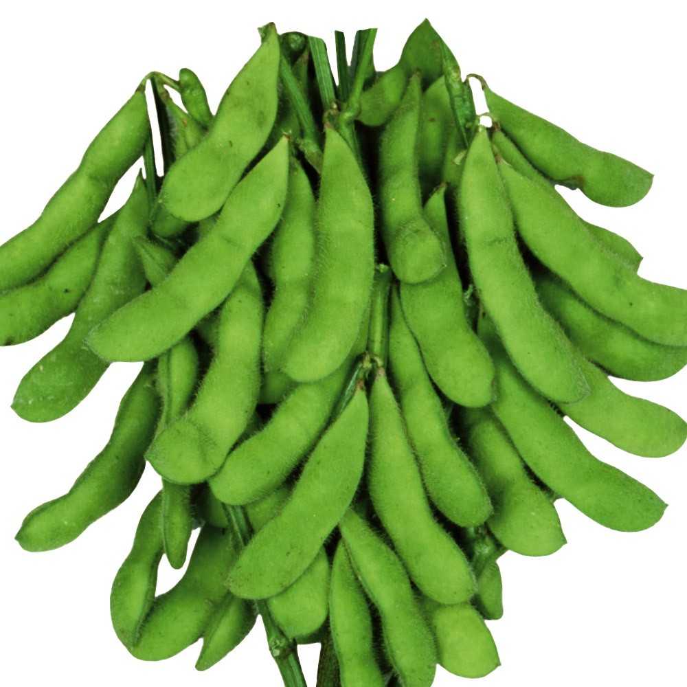 種 野菜たね 枝豆 極早生緑 1袋(25ml)