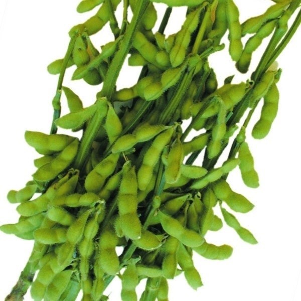 種 野菜たね 枝豆 茶太郎エダマメ 1袋(25ml)