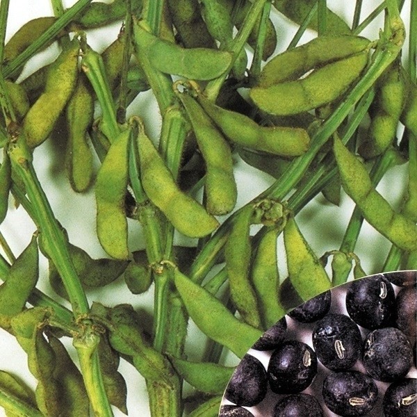 種 野菜たね 枝豆 黒あまこく枝豆 1袋(25ml)