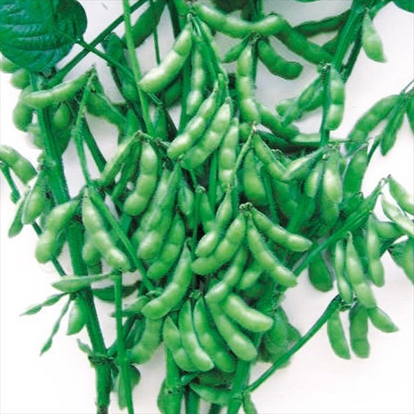 種 野菜たね 枝豆 甘八郎枝豆 1袋(25ml)