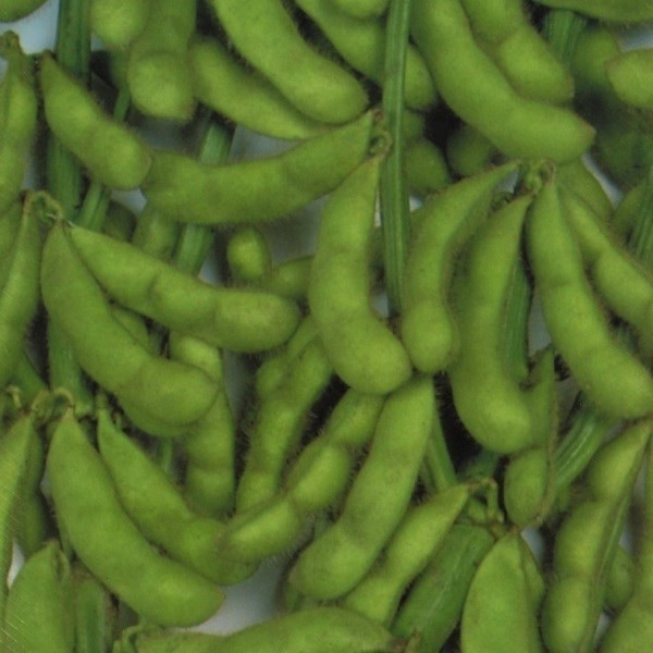 種 野菜たね 枝豆 三兄弟 1袋(25ml)